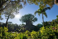 Capture Your Moment: Disney's Animal Kingdom
